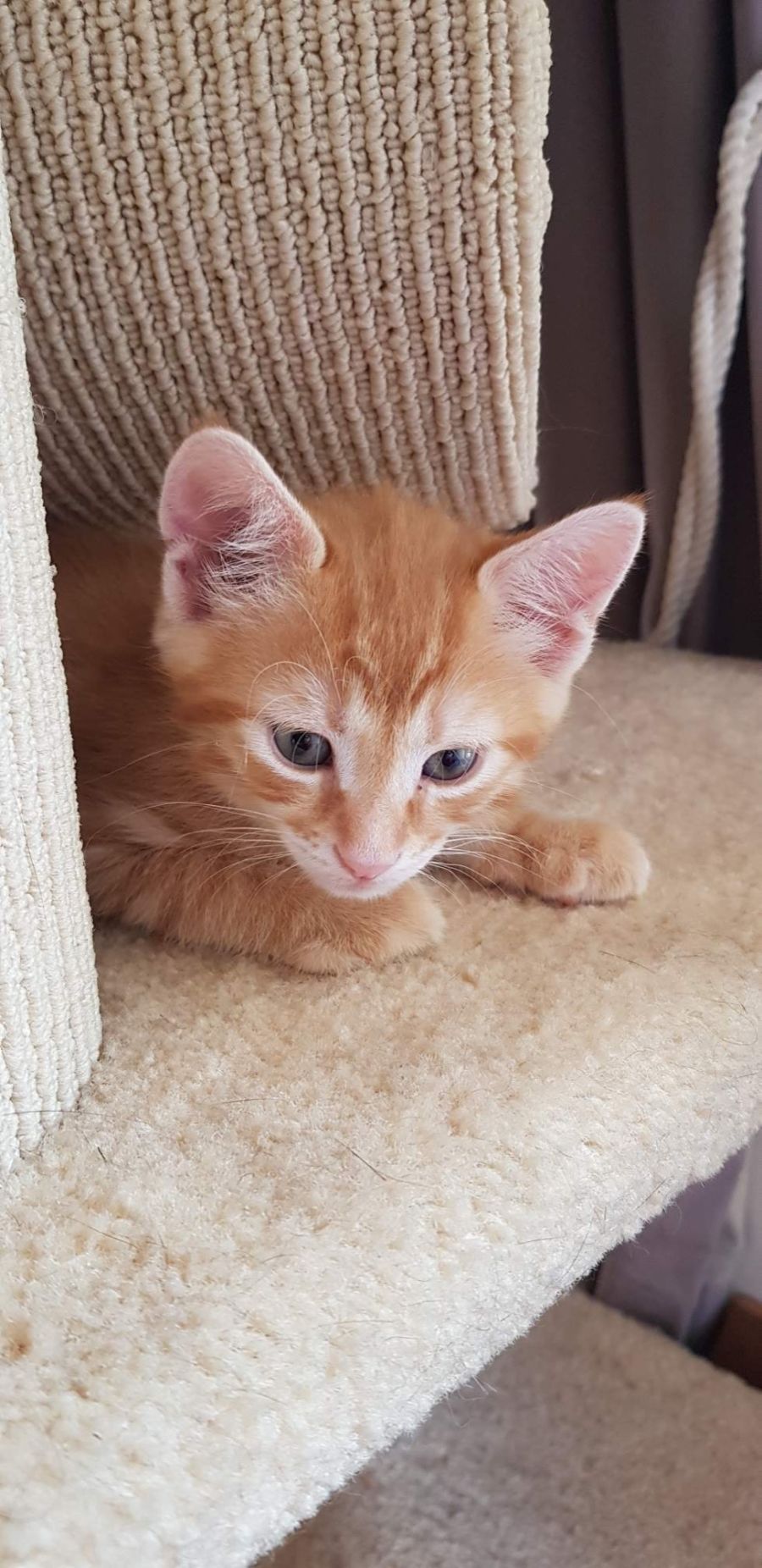 surrendering a cat perth