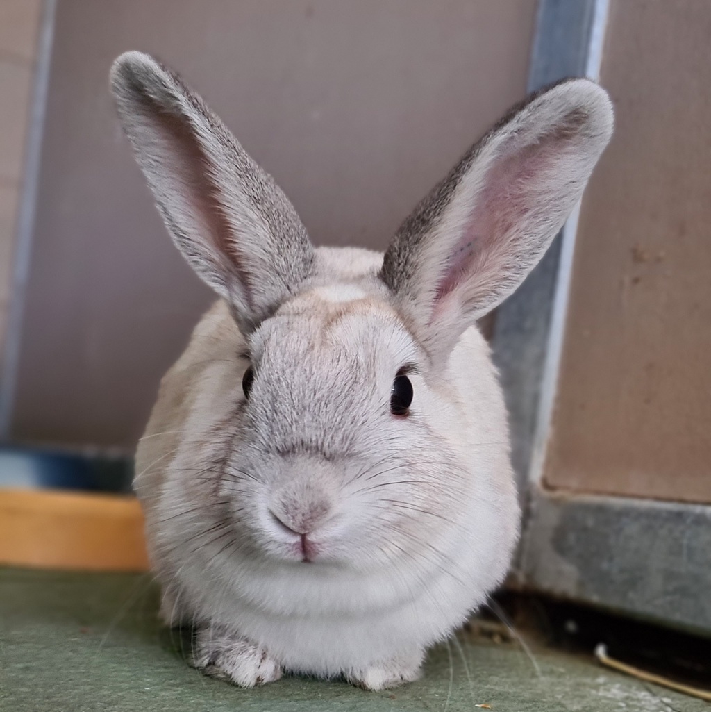 Lola - Female Rabbit Unspecified Rabbit in VIC - PetRescue