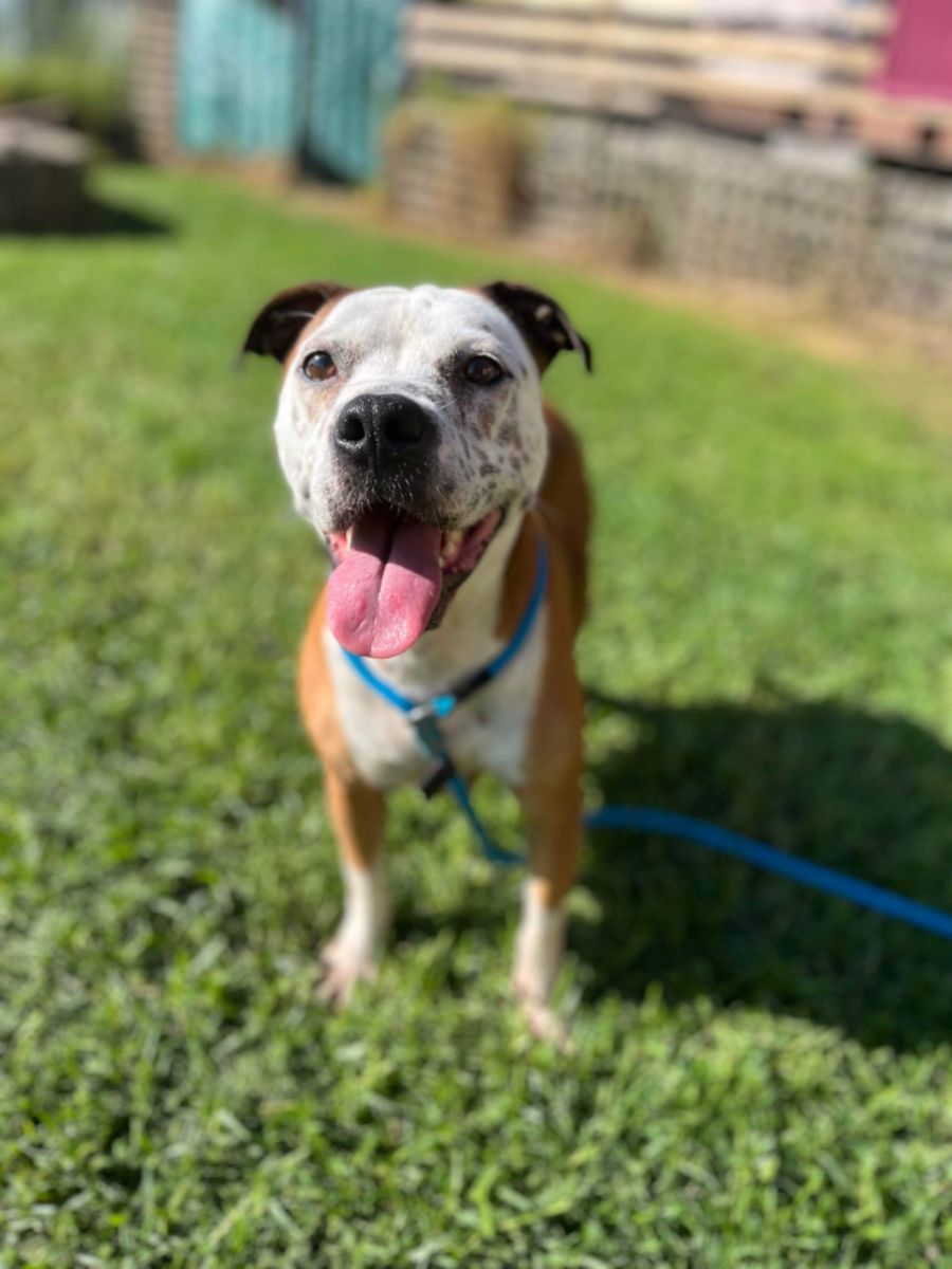 Bella - Medium Female Staffy Mix Dog in NSW - PetRescue