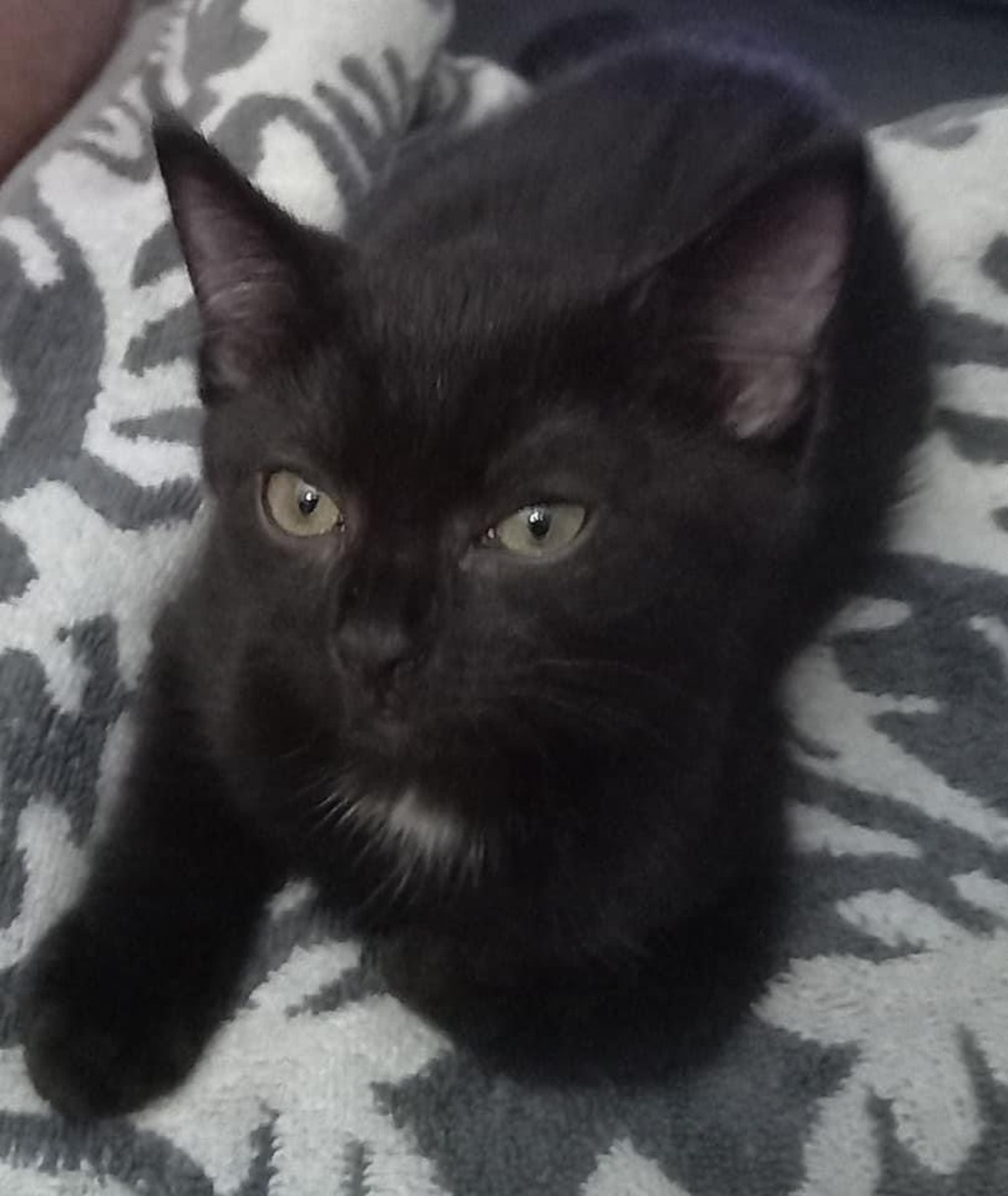 Moggy - Female Domestic Short Hair Mix Cat in QLD - PetRescue