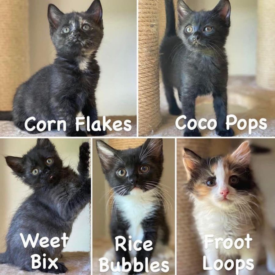 Front Loops Rice Bubbles Weet Bix Coco Pops Female Domestic Short Hair Cat in WA PetRescue