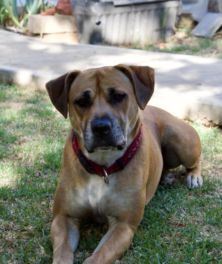 Scruffer Lovers Petrescue