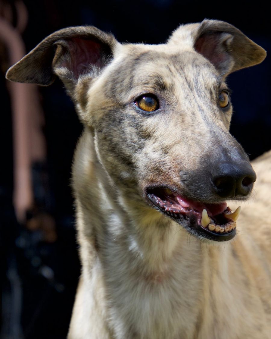 Scruffer Lovers Petrescue