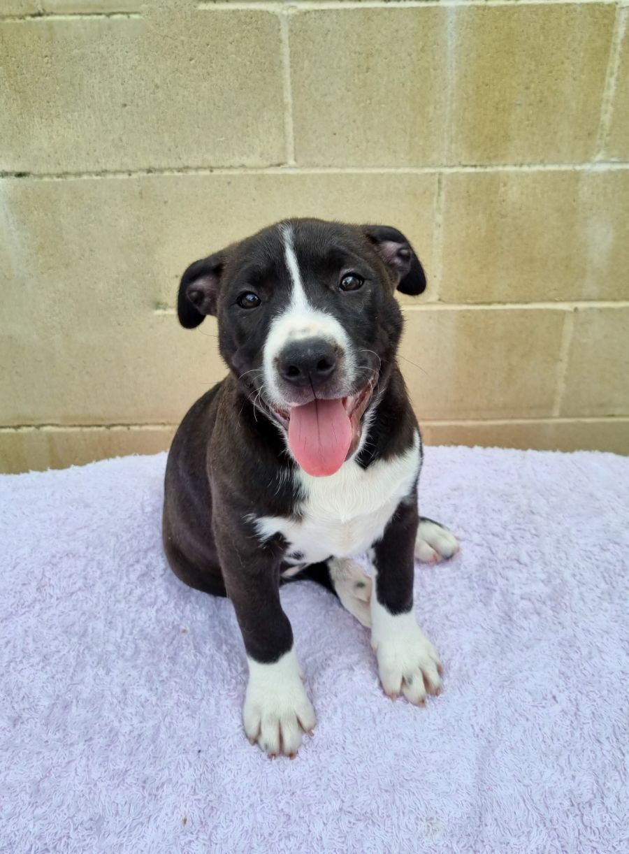 Loomi Large Male Staffy x Siberian Husky Mix Dog in NSW PetRescue