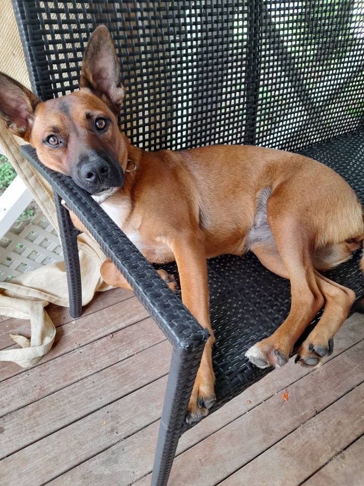 Dolly - Medium Female Australian Cattle Dog x Rhodesian Ridgeback Mix ...