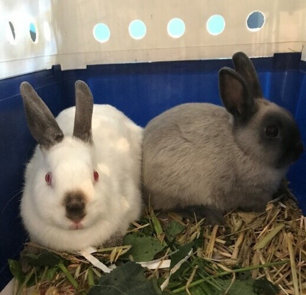 Smokey - Female Rabbit Unspecified Rabbit in VIC - PetRescue