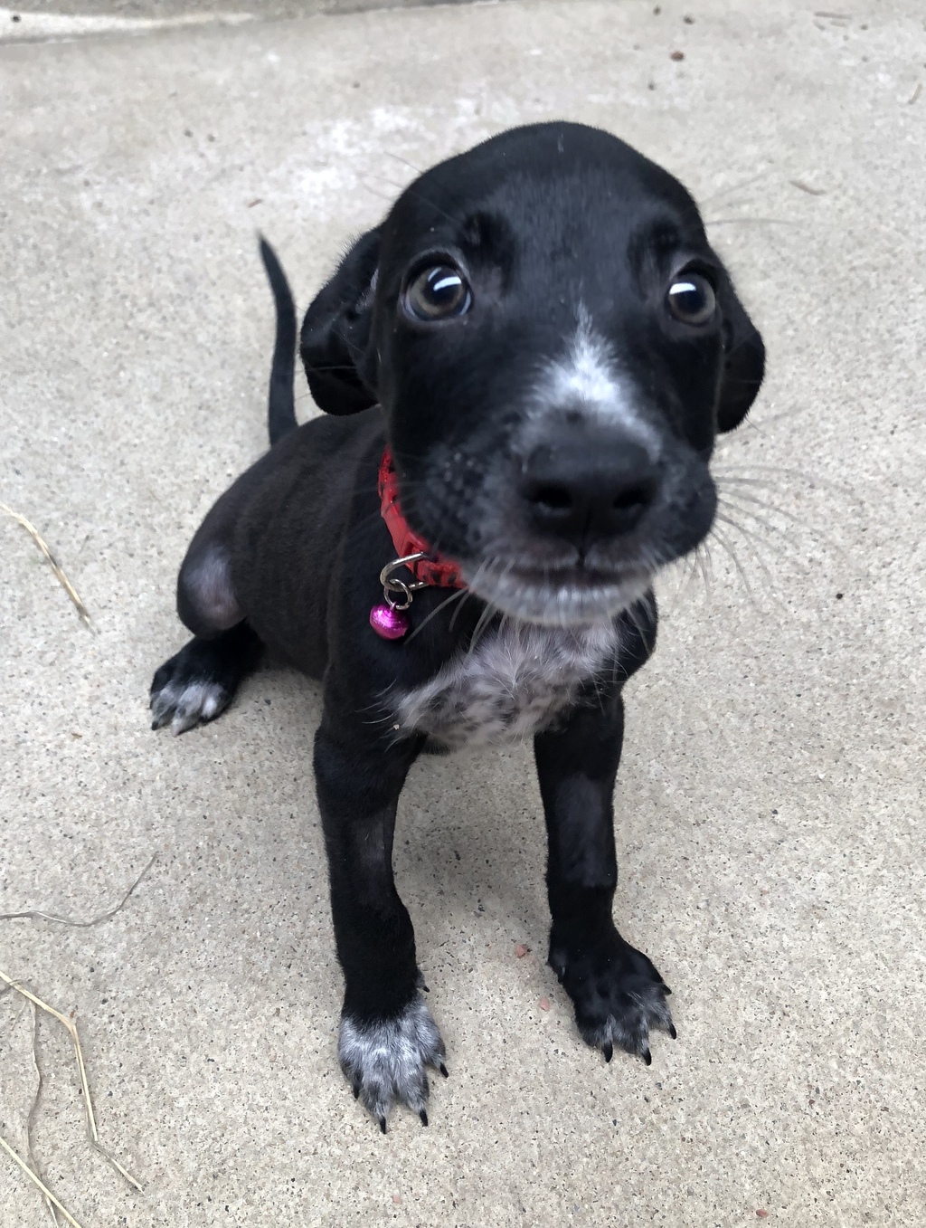 Havarti Medium Male Kelpie Mix Dog in QLD PetRescue