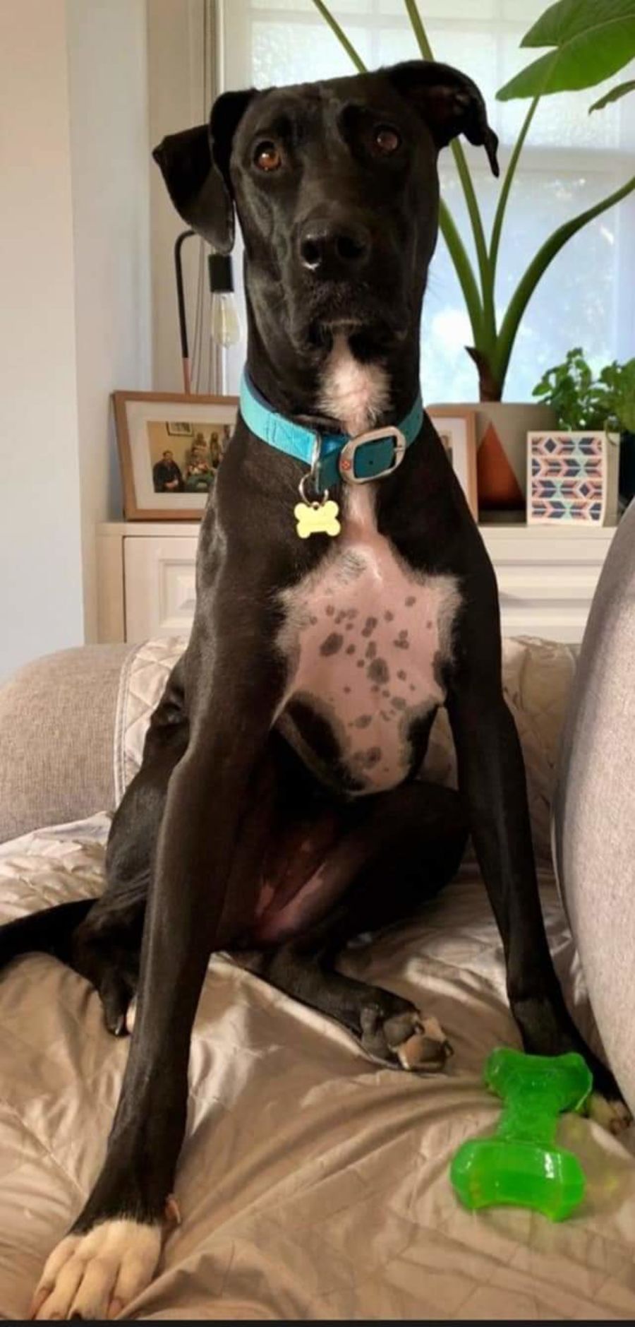 Pocket - Large Female Pointer x Greyhound Mix Dog in VIC - PetRescue