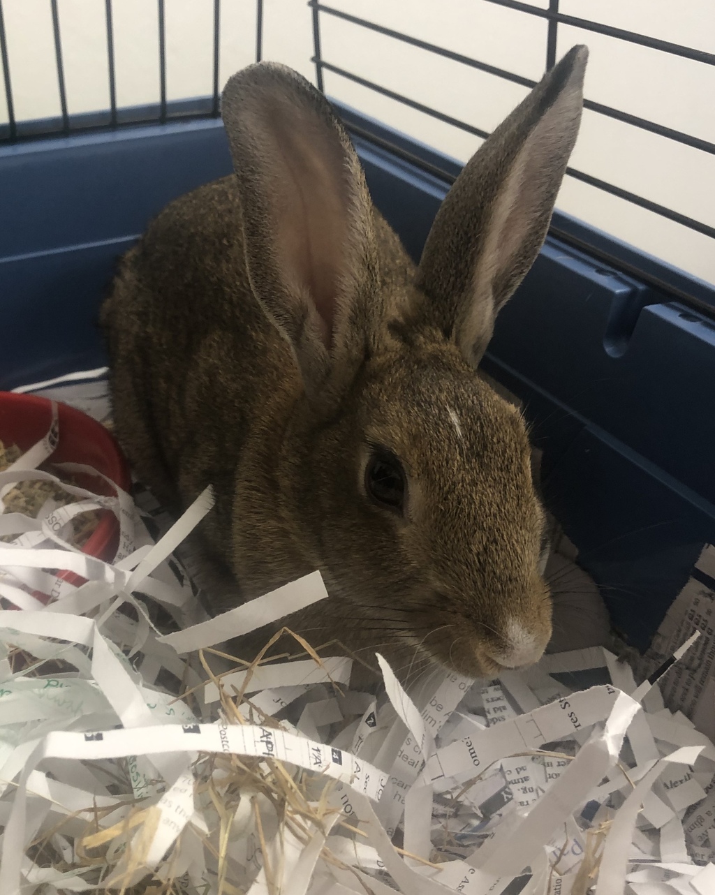 Thomas - Male Dutch Mix Rabbit in TAS - PetRescue