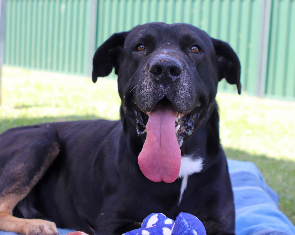 Enzo Large Male Neapolitan Mastiff x Rottweiler Mix Dog in QLD PetRescue