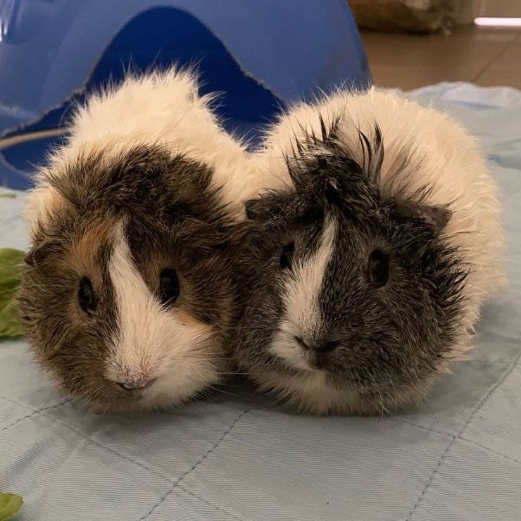 Tickle Female Shorthair Guinea Pig in WA PetRescue