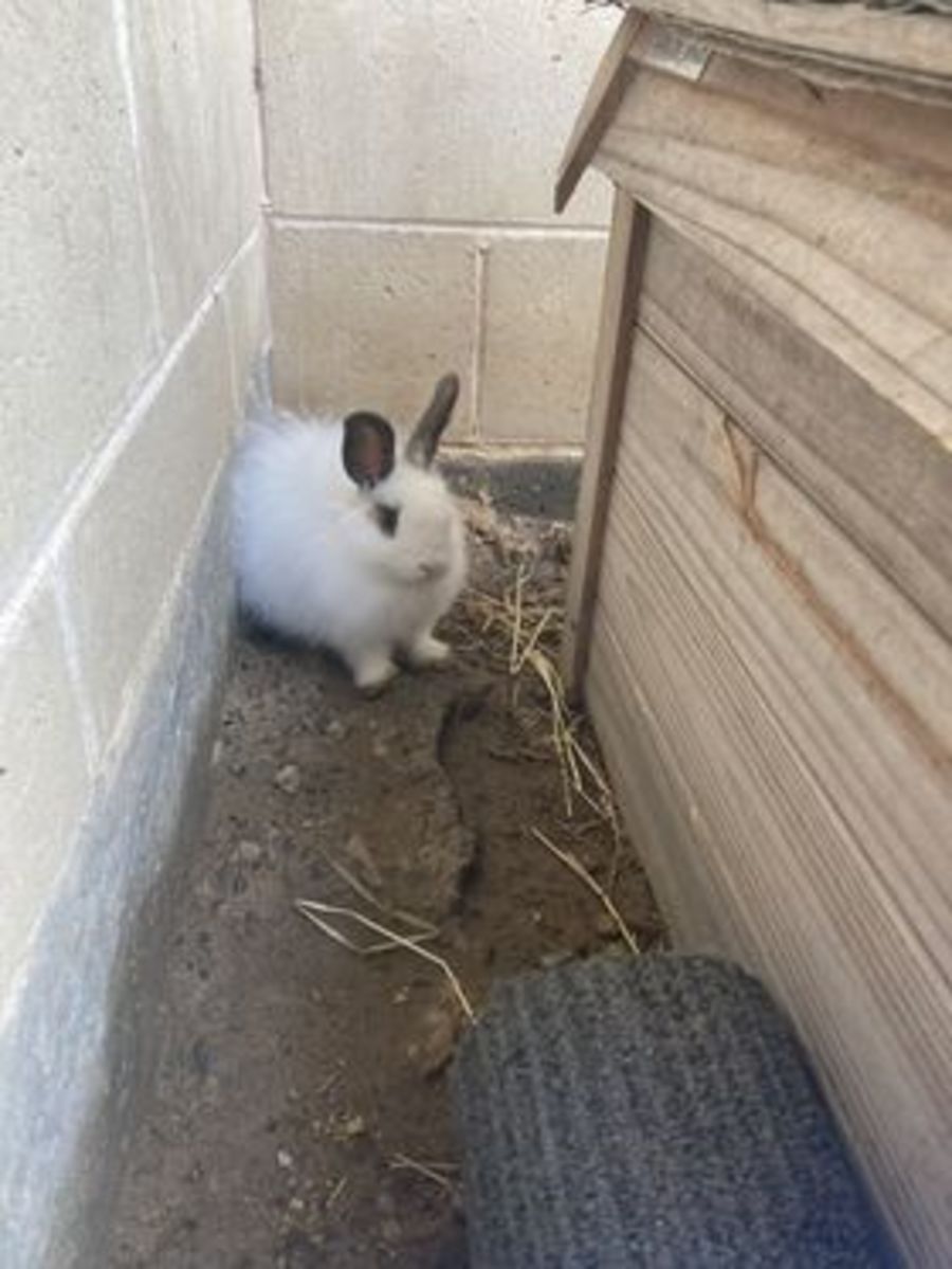 Cotton Ball Female Rabbit in NSW PetRescue