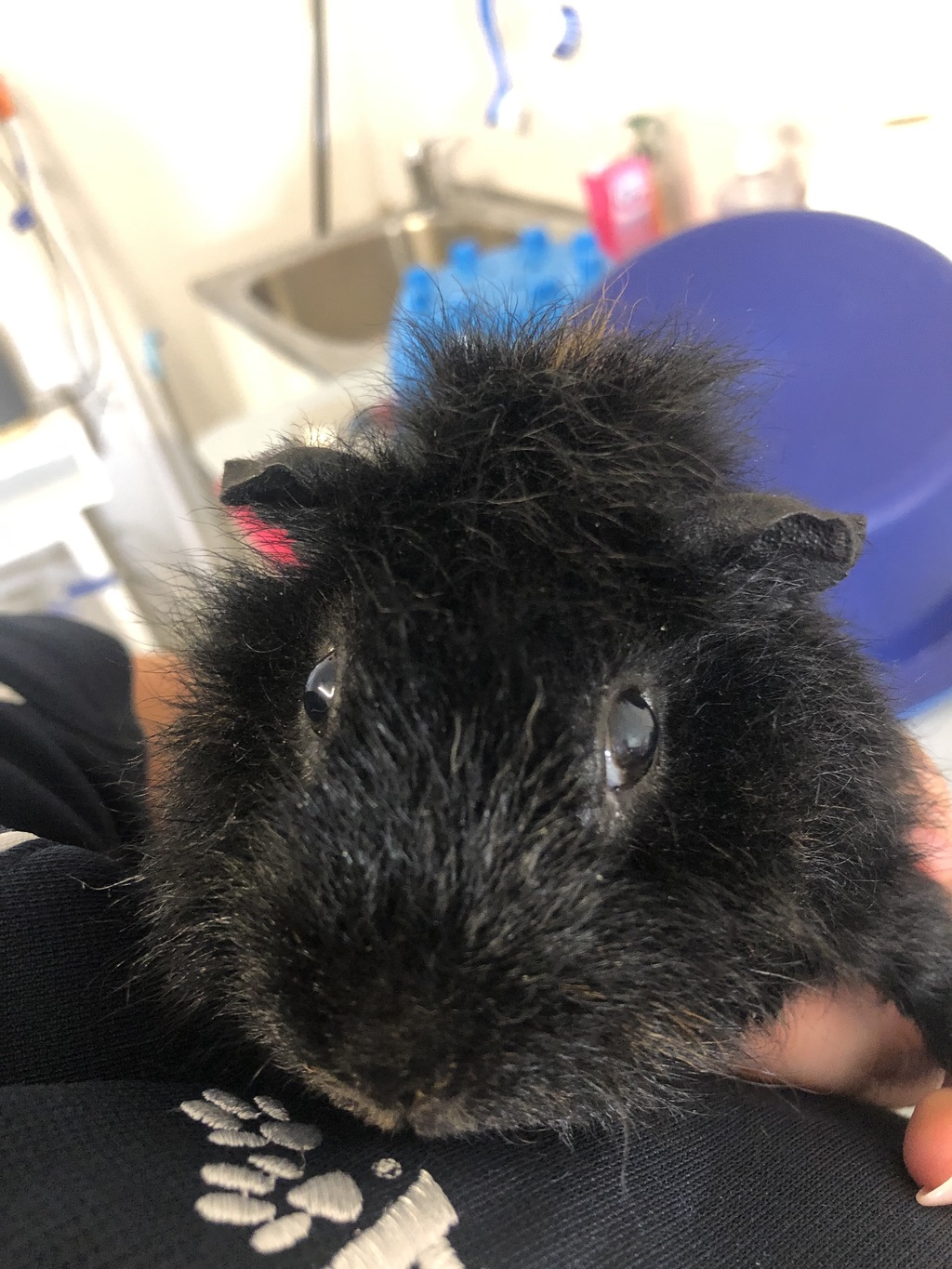 Image showcasing Cannelloni - Male Short-hair Smooth Hair Mix Guinea Pig in WA - PetRescue