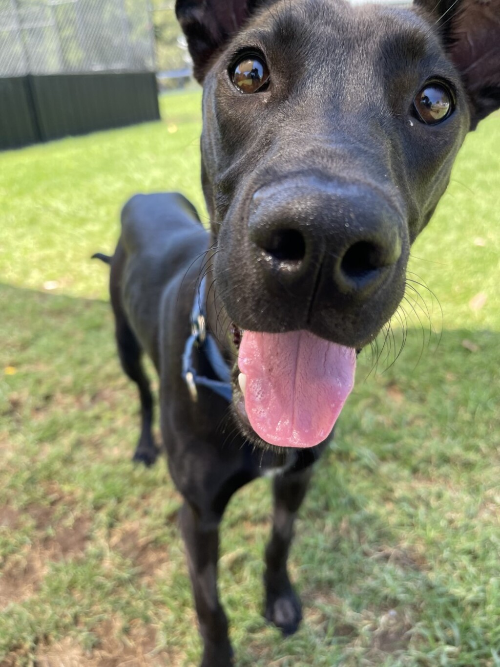 Lakota - Medium Female Great Dane x Kelpie Mix Dog in NSW - PetRescue