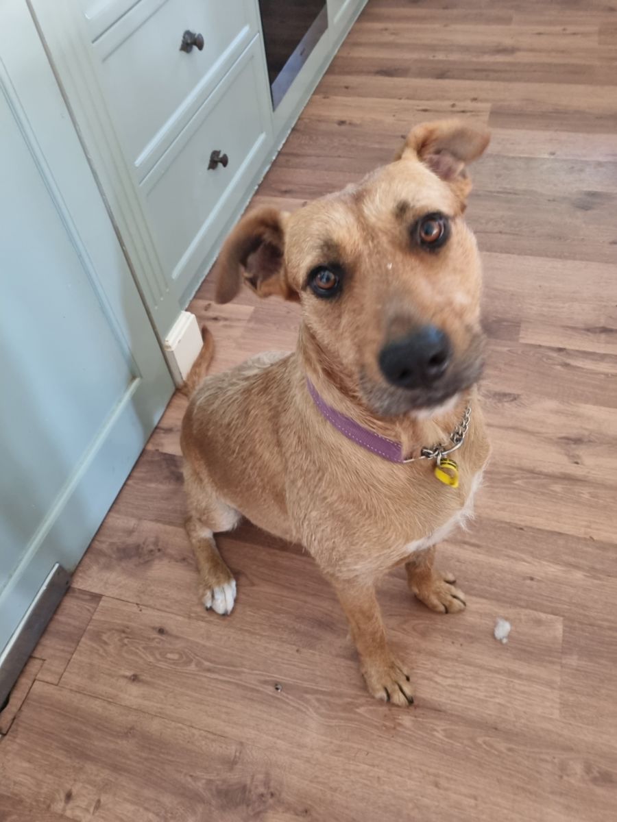 Meggie Medium Female Mixed Breed Mix Dog in VIC PetRescue