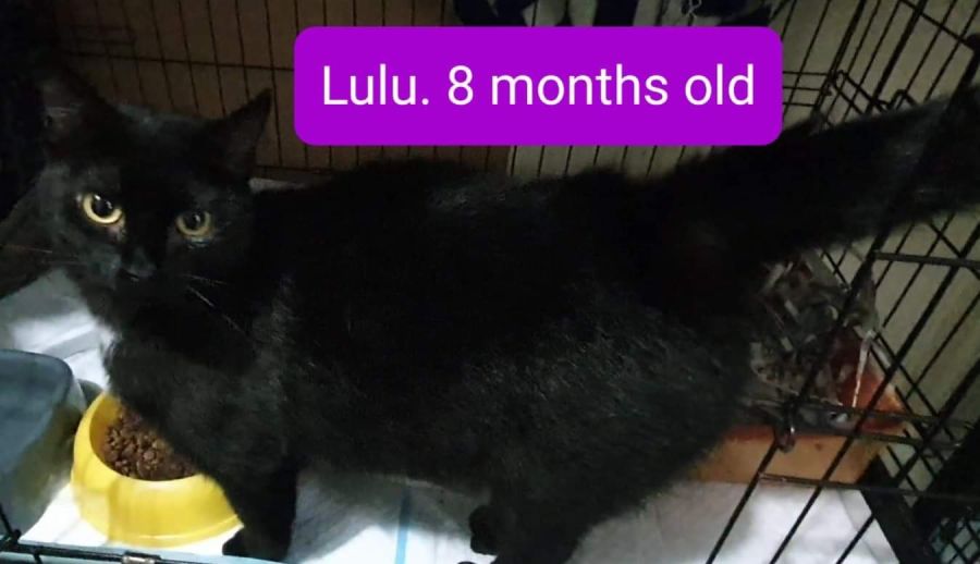 Lulu Female Domestic Short Hair Cat in NSW PetRescue