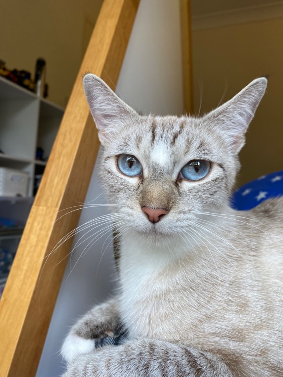 Dusty Female Siamese Cat In QLD PetRescue