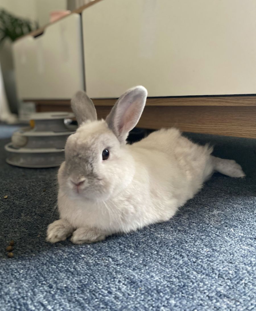 Tony Male Cashmere Rabbit in VIC PetRescue