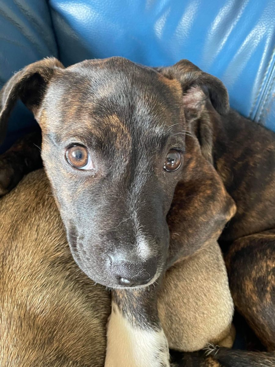 Bull arab cross kelpie hot sale