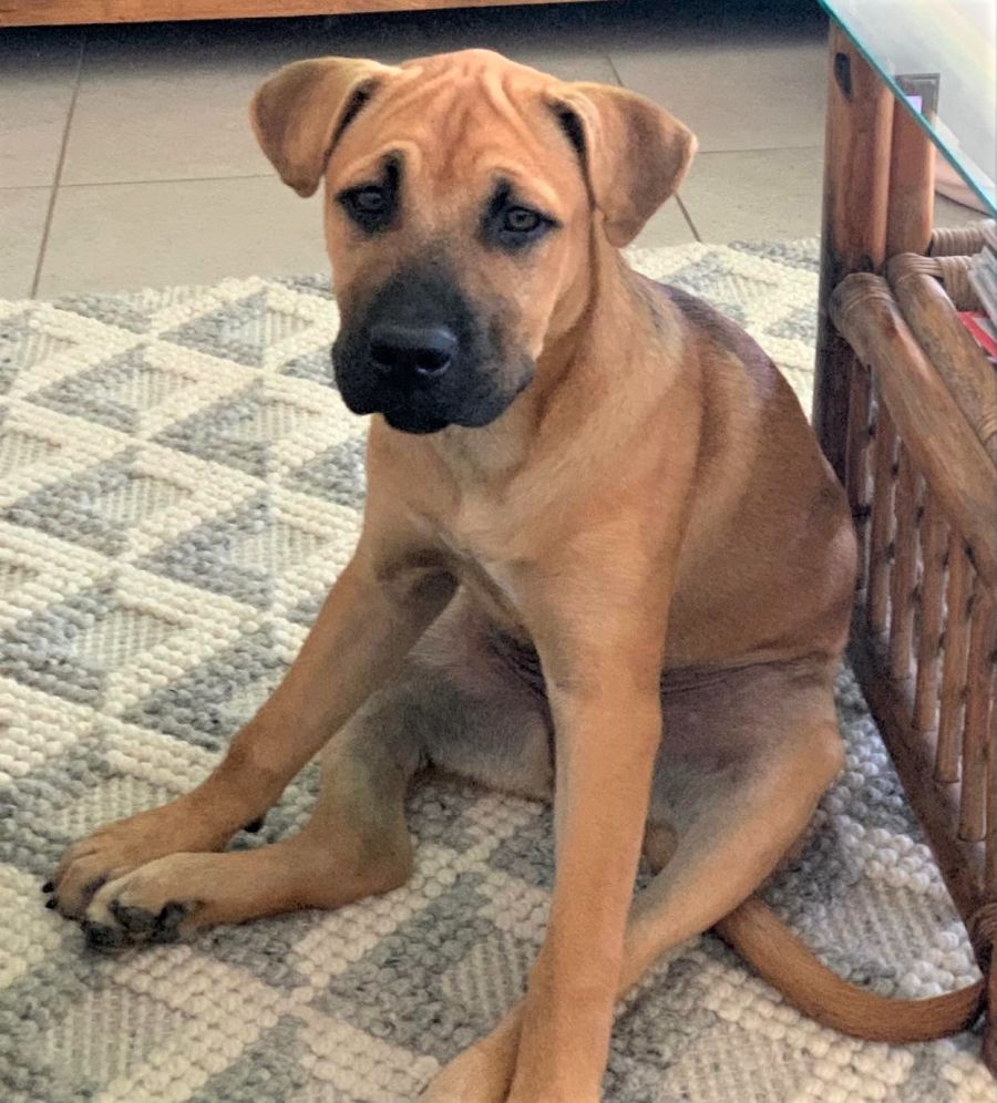 Milly Large Female SharPei x Australian Cattle Dog x Belgian Shepherd Malinois x Staffy x