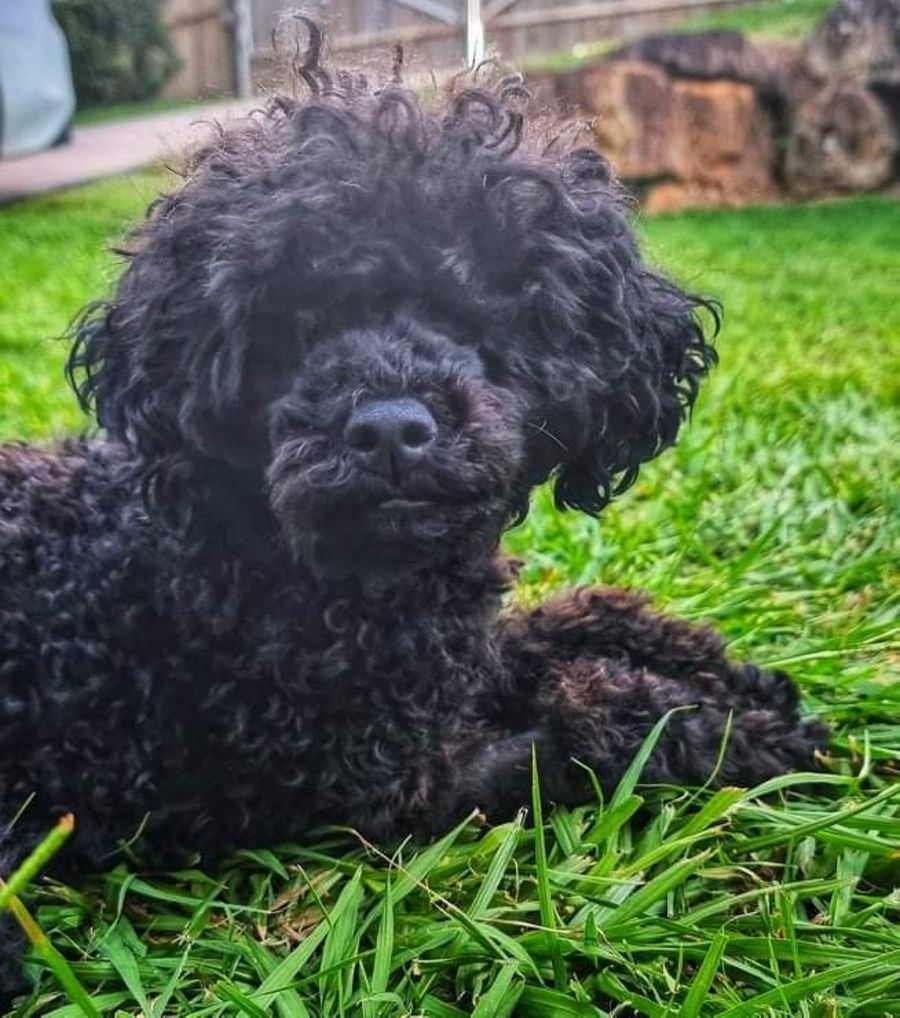 Pip Small Female Poodle Dog In Qld