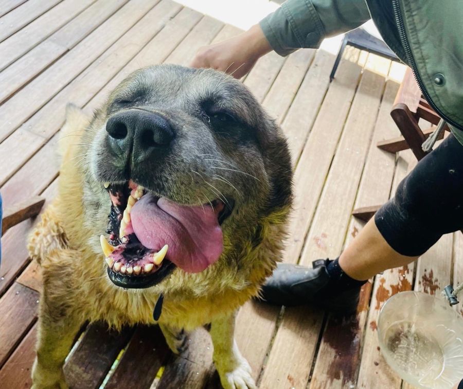 Pasa - Large Male Anatolian Shepherd Dog in VIC - PetRescue