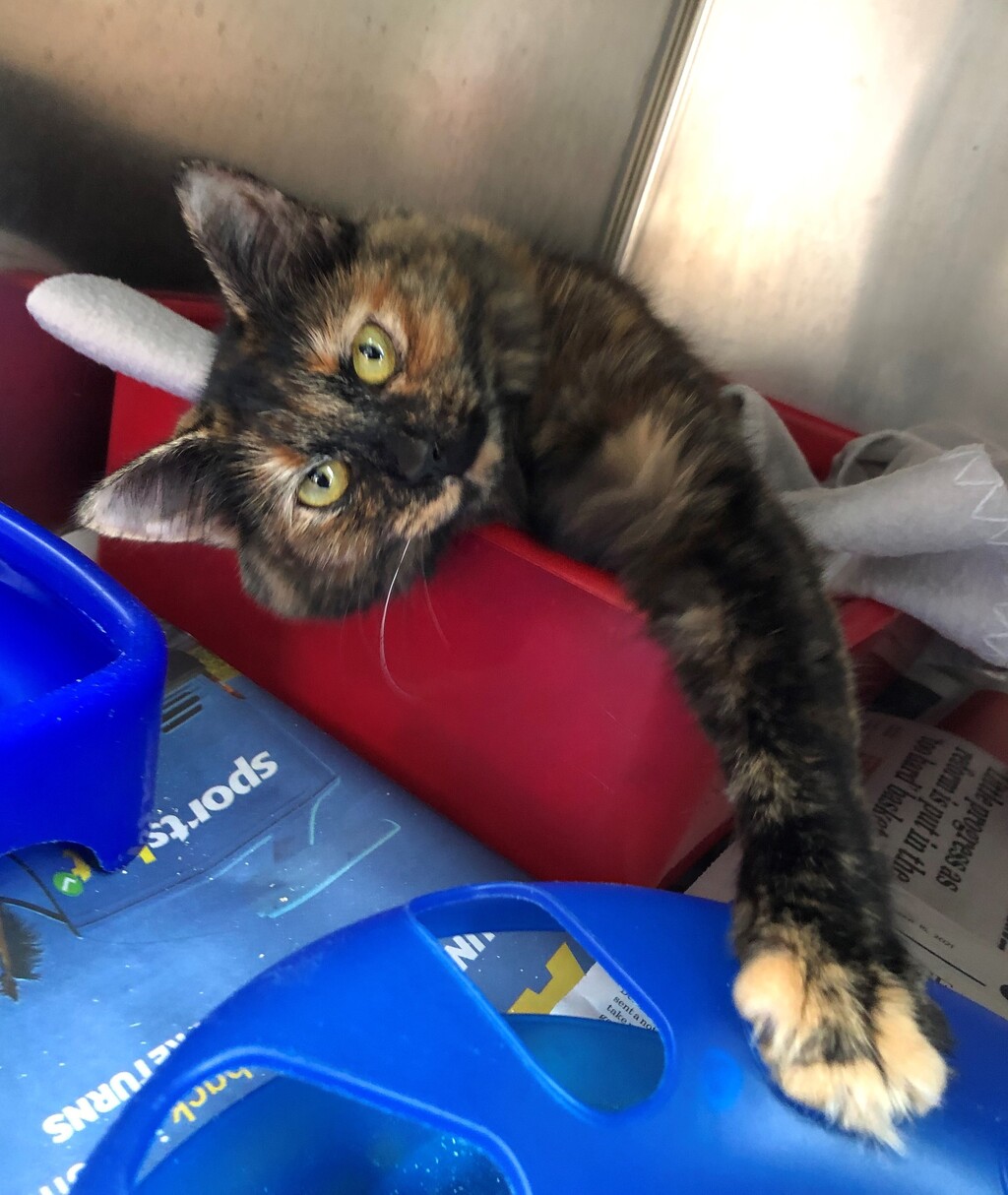 Delilah Female Domestic Medium Hair Cat In VIC PetRescue