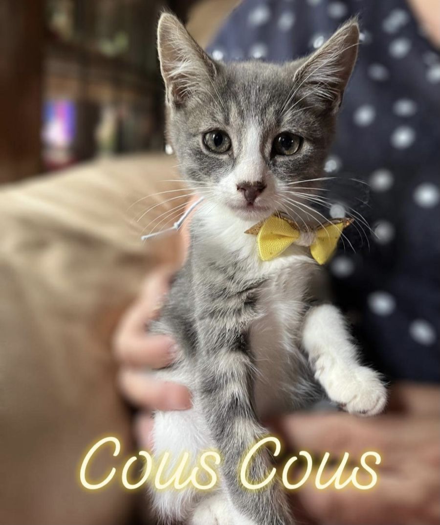 Cous Cous Meet me at petstock Mornington 19/3 Male Domestic Short Hair Mix Cat in VIC