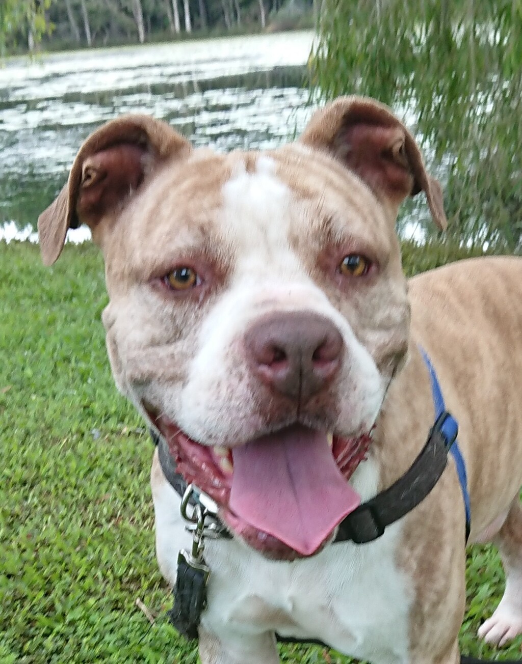 Marley Large Male American Bulldog x American Staffordshire Bull Terrier Mix Dog in QLD