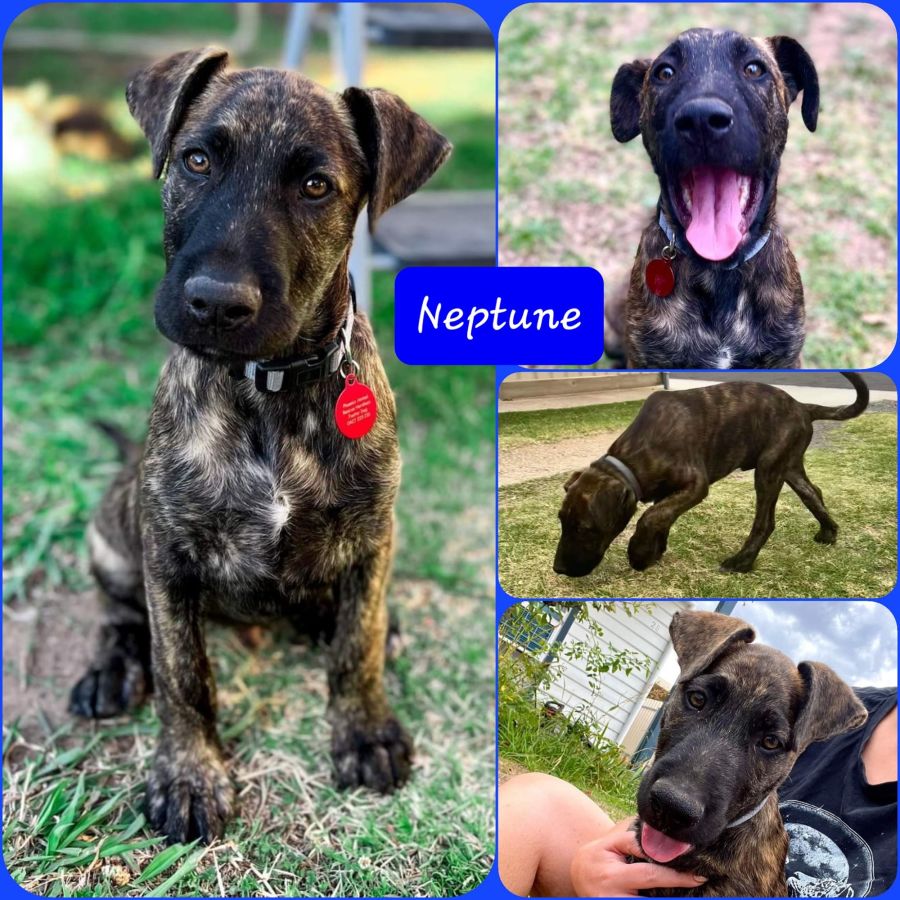 Neptune Large Male American Staffordshire Bull Terrier x Bullmastiff x Irish Wolfhound x