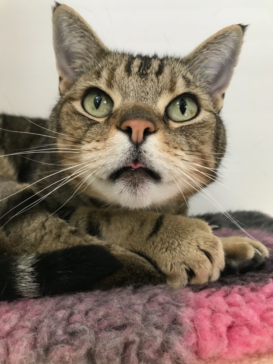 Mornington Peninsula Community Animal Shelter PetRescue