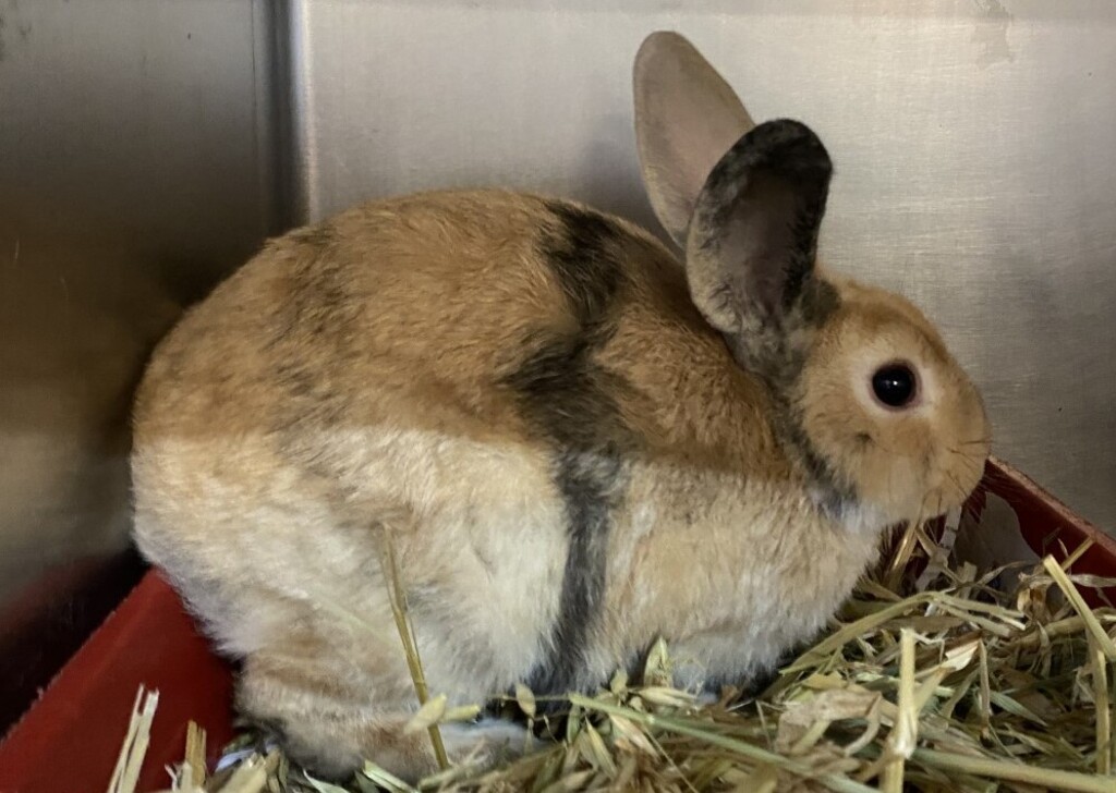 Bruno - Male Rex Rabbit in VIC - PetRescue