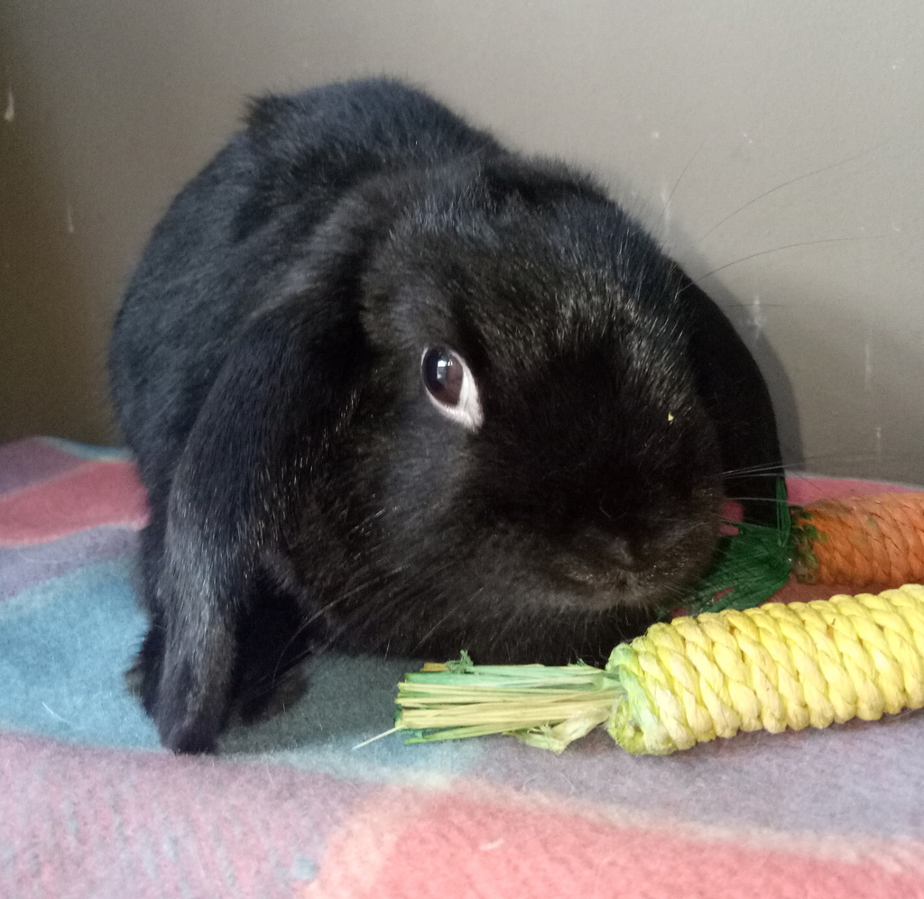 Georgie - Female Rabbit Unspecified Rabbit in VIC - PetRescue