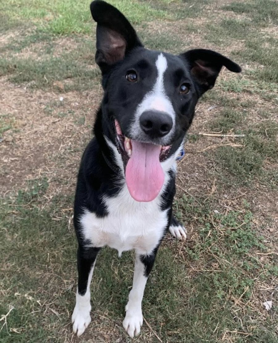 Jordan - Medium Male Border Collie Mix Dog in VIC - PetRescue