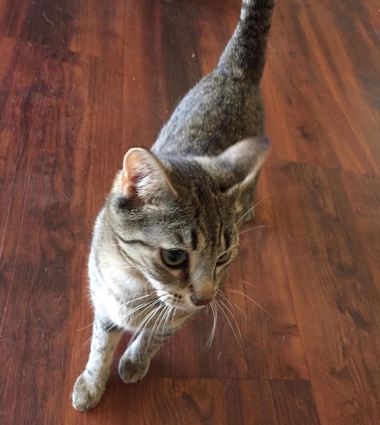 Momma - Female Domestic Short Hair Cat in WA - PetRescue