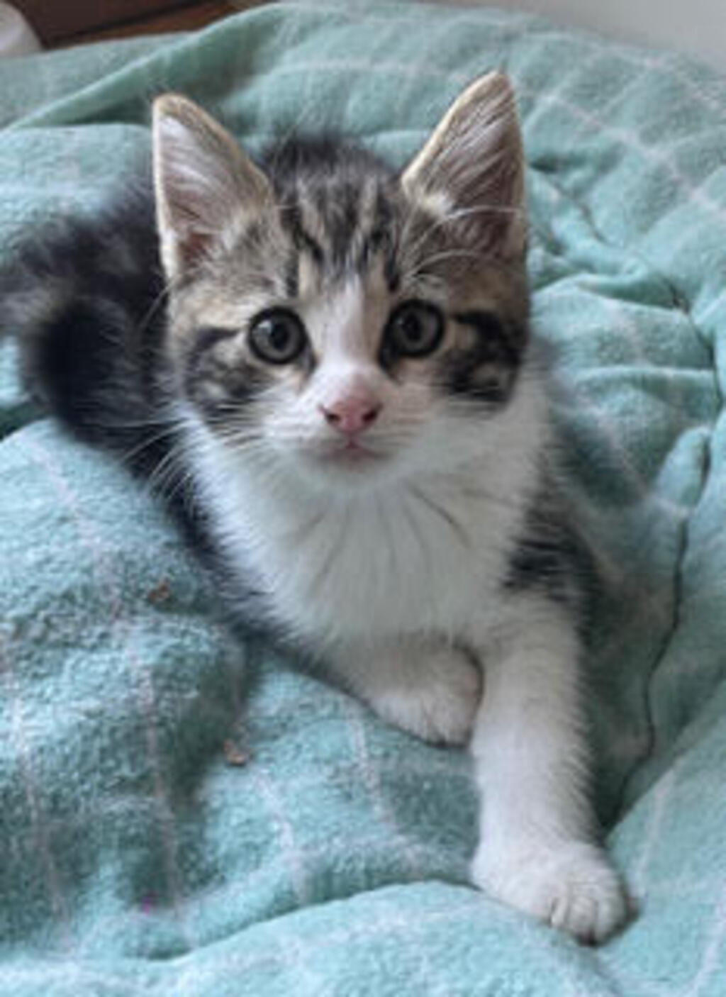 Peter Rabbit - Male Dmh Mix Cat in VIC - PetRescue