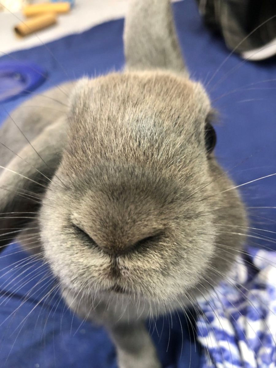 Cinder - Female Lop Eared Rabbit in VIC - PetRescue