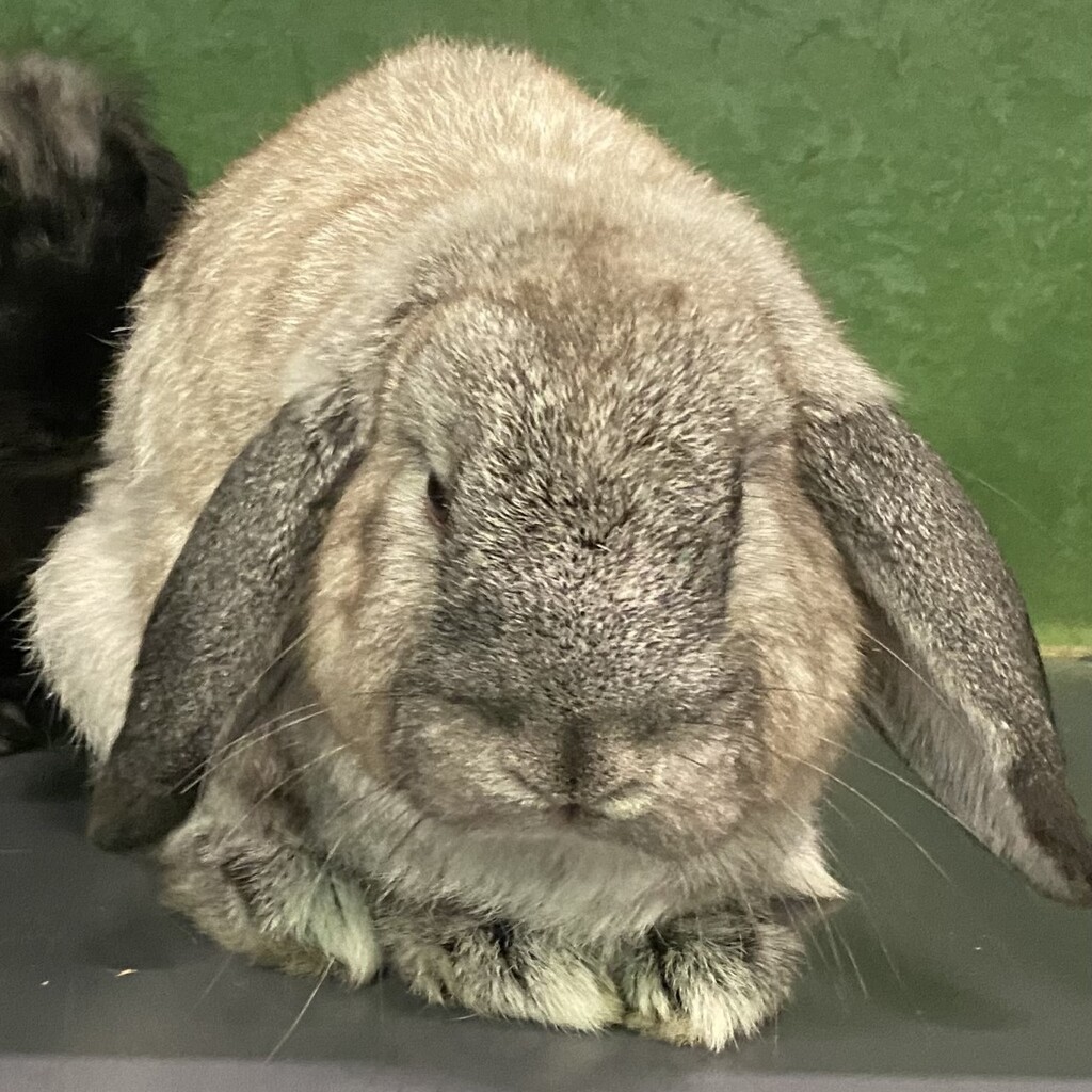 Anita - Female Lop Eared Mix Rabbit in VIC - PetRescue
