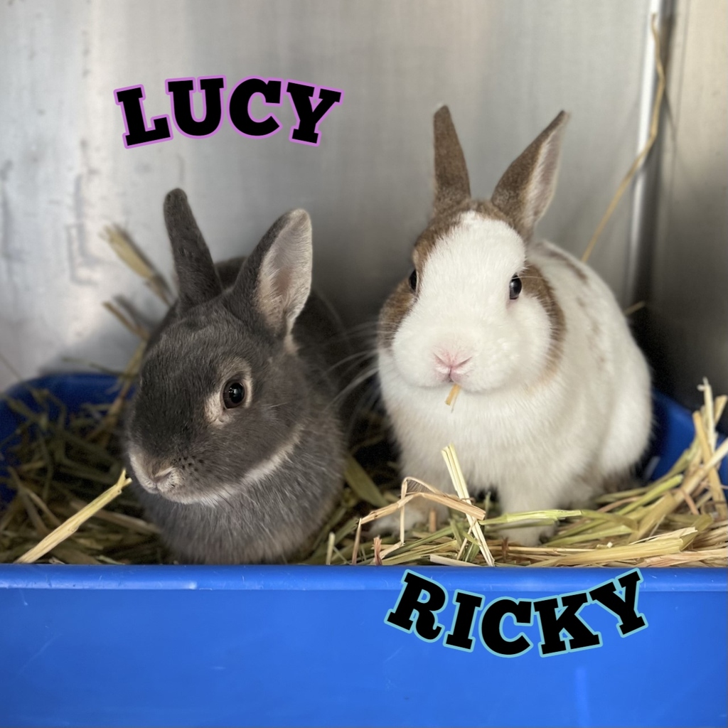Dwarf Rabbit Mix Lucy (bonded To Ricky) - Female Netherland Dwarf Mix Rabbit in VIC ...