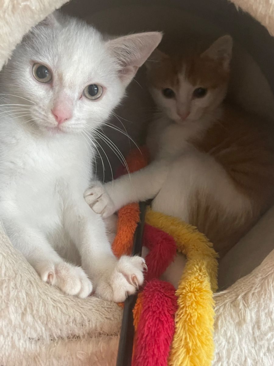 Cookie & Milky Bar Meet us PetStock Mornington Male Domestic Short Hair Cat in VIC PetRescue