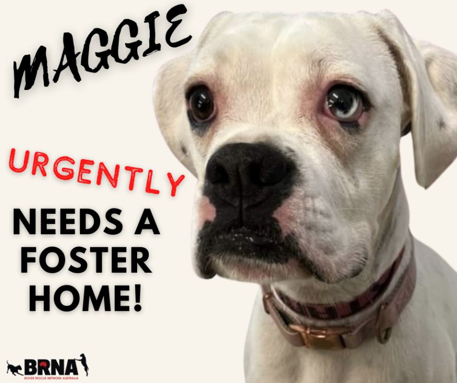 Maggie - Medium Female Boxer Dog in NSW - PetRescue Maggie - Medium Female Boxer Dog in NSW - PetRescue