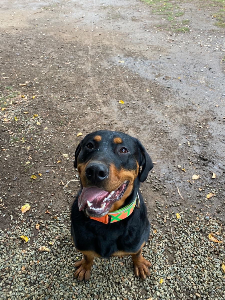 Brutus - Large Male Rottweiler Mix Dog in NSW - PetRescue