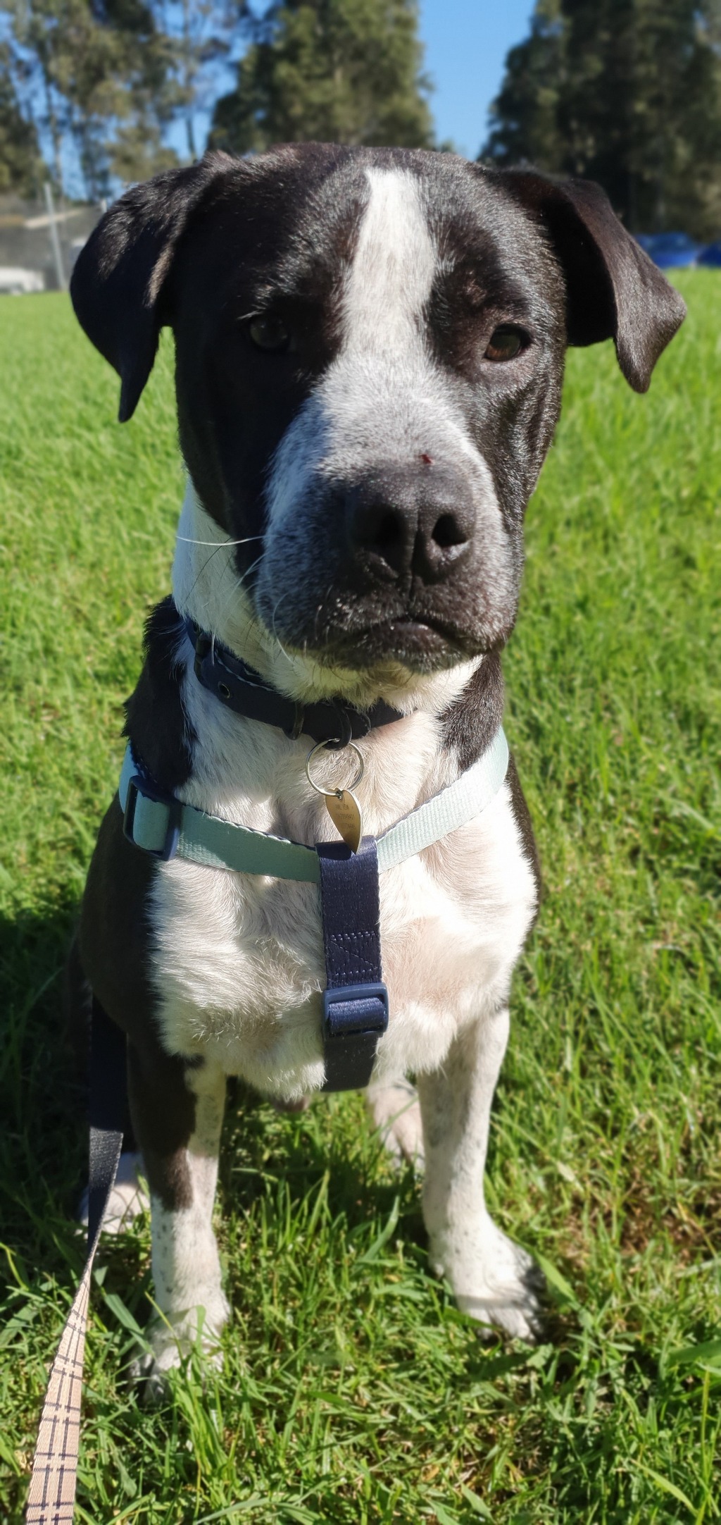 Mighty Medium Male Staffordshire Terrier Mix Dog In Nsw Petrescue