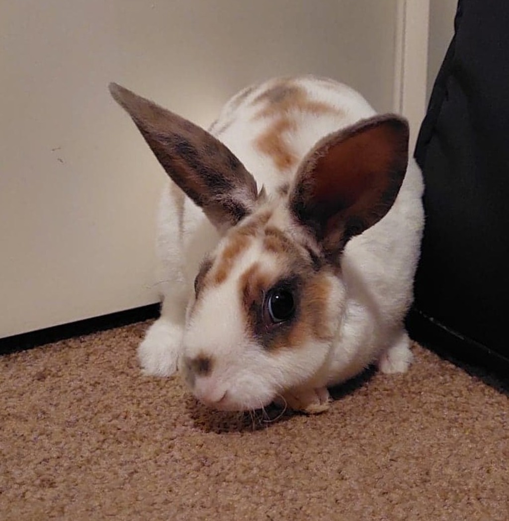 Archie Bunny Rabbit Archie - Male Bunny Rabbit Rabbit in ACT - PetRescue