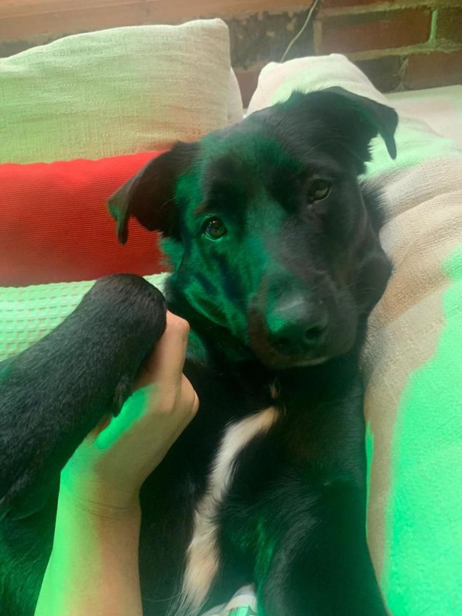 Coco - Large Female Rottweiler Dog in VIC - PetRescue