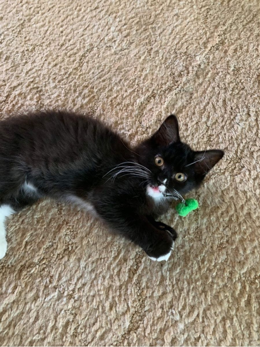 Cocoa Female Domestic Medium Hair Cat in VIC PetRescue