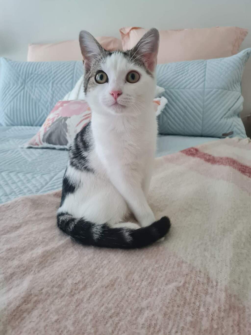 Fergus Male Domestic Short Hair Mix Cat in NSW PetRescue