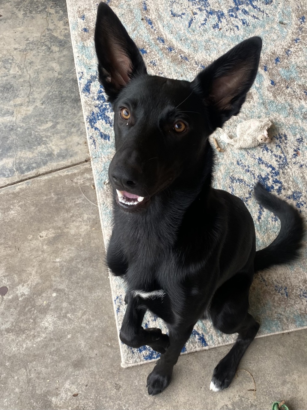 Jet Large Male German Shepherd x Kelpie Mix Dog in VIC PetRescue