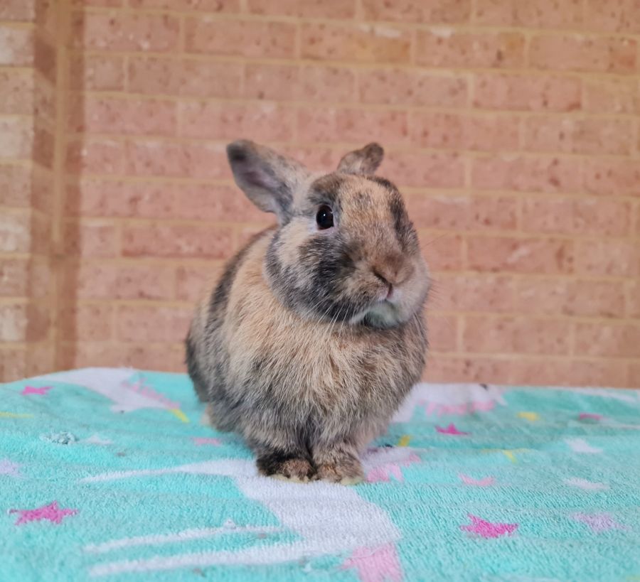 Chocolate Point Mini Lop Rabbit Chocolate-Chip - Male Mini Lop Rabbit in WA - PetRescue