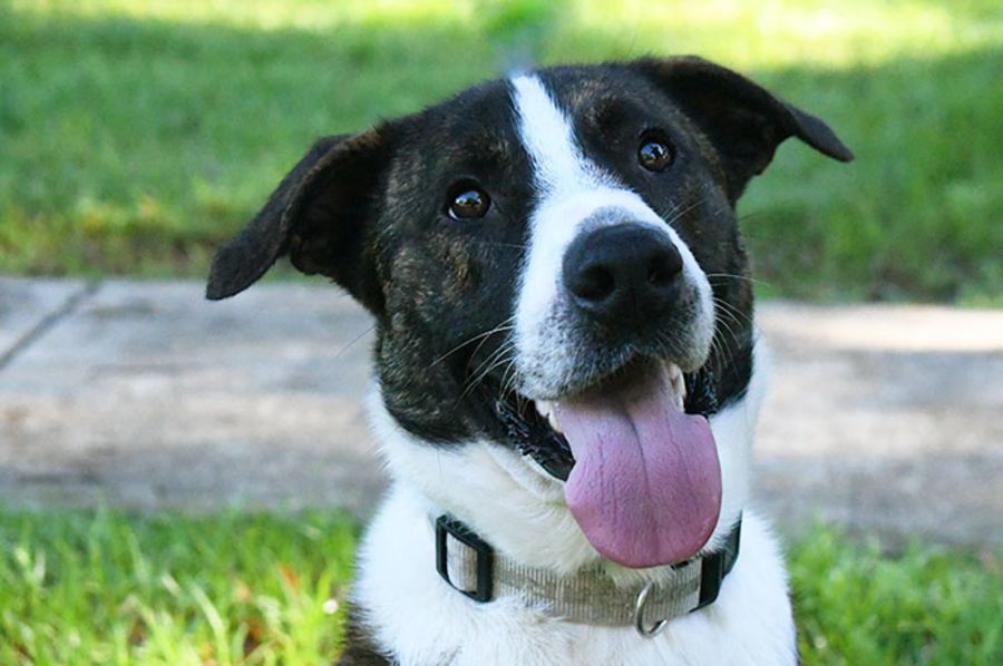 Cosmo 34286 Campbelltown ACF - Medium Male Border Collie x Ridgeback ...